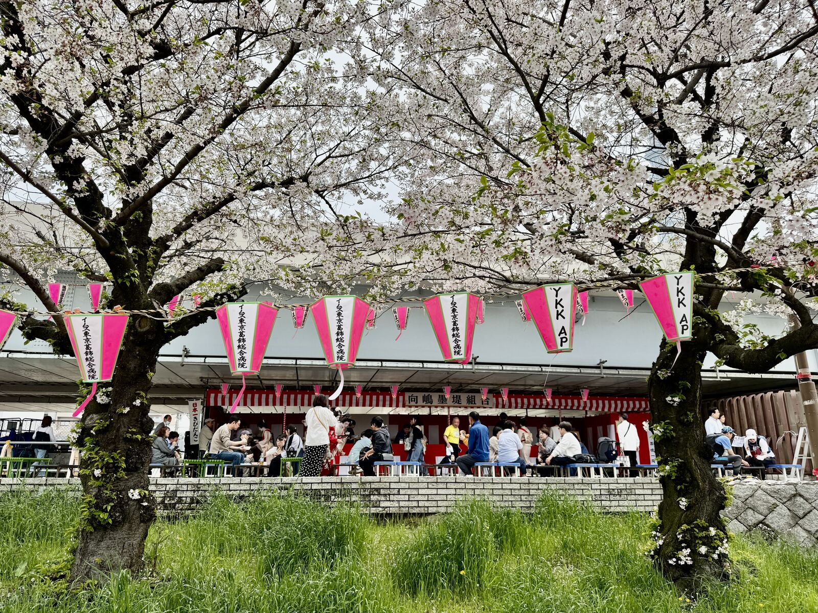 桜が咲く墨田区の風景